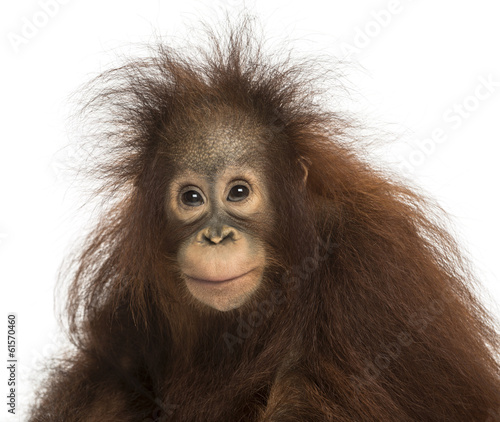 Young Bornean orangutan looking at the camera, Pongo pygmaeus