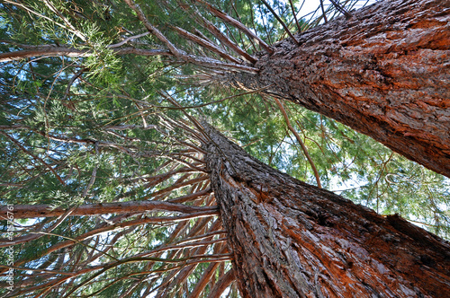 Giant sequoia