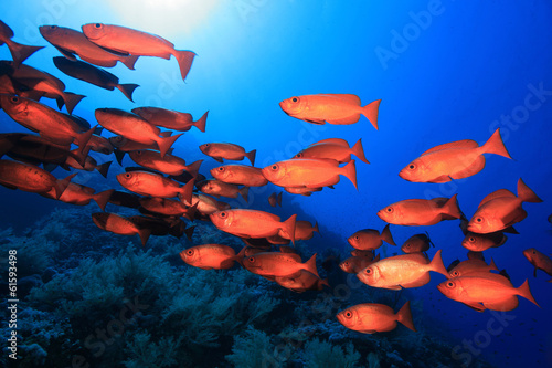 Shoal of red bigeye perches in the red sea