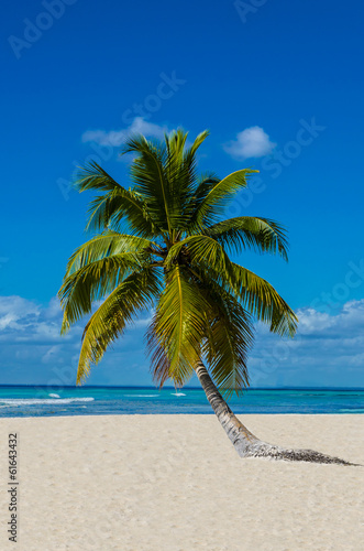 Lonely palm tree on sandy beach on the wild island