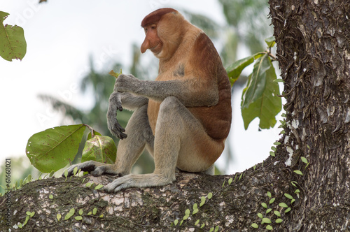 proboscis monkey smiling