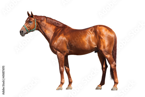 Chestnut horse isolated on white background