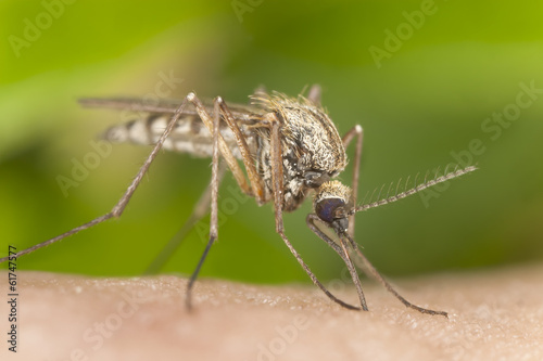 Mosquito sucking blood, macro photo