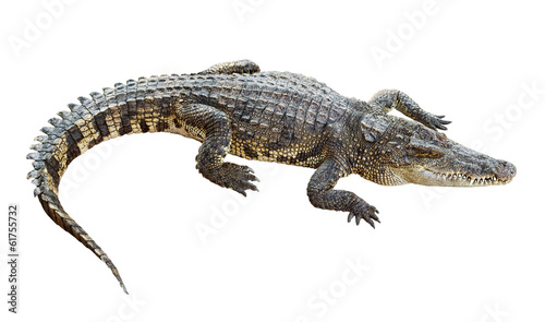 Wildlife crocodile isolated on white with clipping path