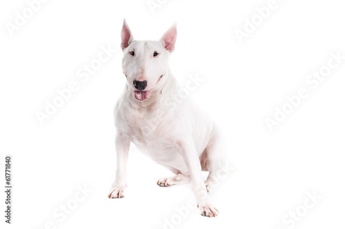 Bull terrier dog on a white background