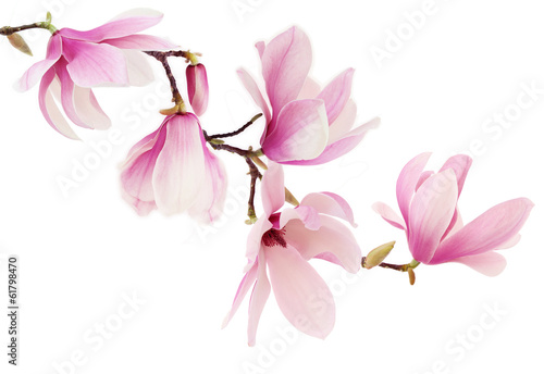 Pink spring magnolia flowers branch