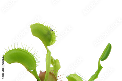 Carnivorous plant. Flytrap ( Dionaea muscipula )