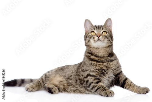 Gray tabby cat looking up. isolated on white background
