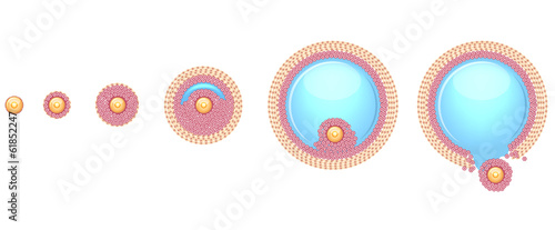 Ovulation process Ovum is released from the ovarian follicles