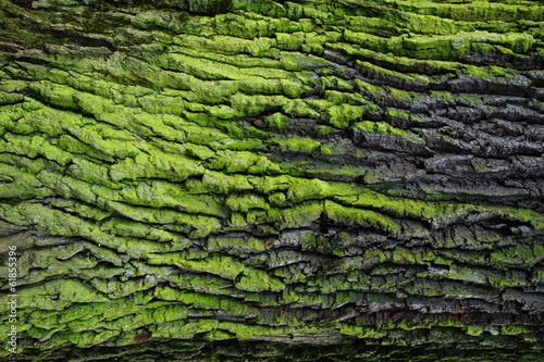 green bark texture