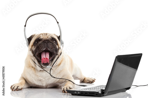 call center agent. pug dog telephone operator