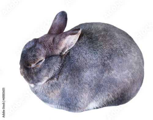 Rabbit. Isolated over white