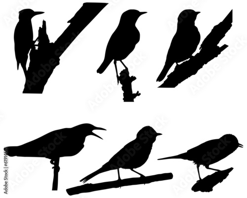 Vector Collection of Birds Silhouettes