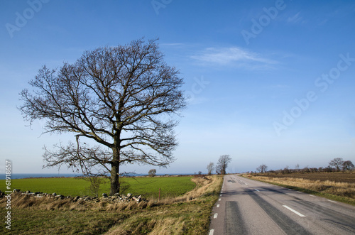 Road with single bare tree