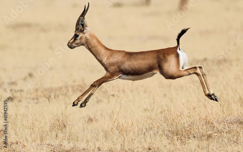 Indian Gazelle (Chinkara)