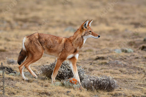 Loup d'Abyssinie 1