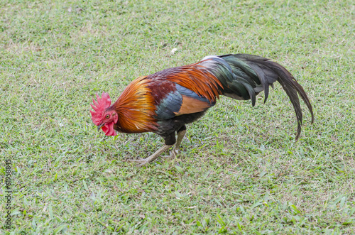 beautyful thai Roosters