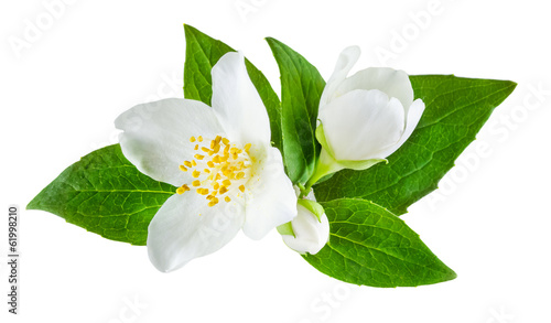 Jasmine flower with leaves isolated