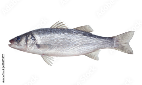 fish seabass Isolated on the white background