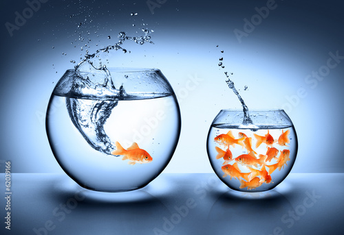 goldfish jumping - improvement concept