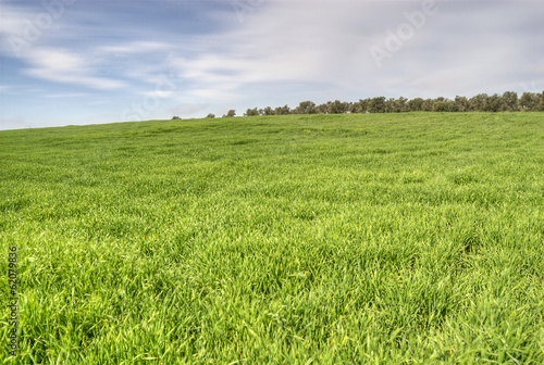 Landscape of green grass