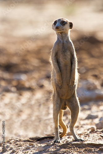 Suricate sentry standing in the early morning sun looking for po