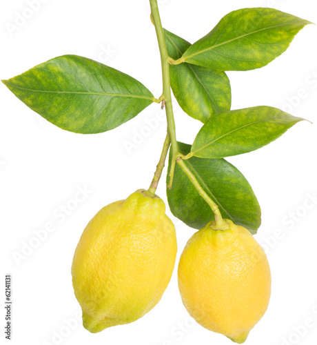 Lemons on a branch