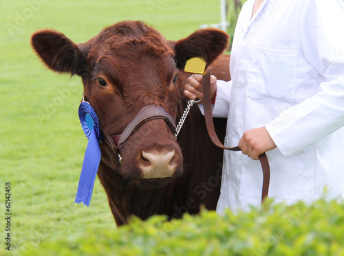 A Champion Lincoln Red Prize Winning Cow.