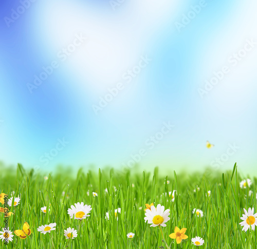 Spring meadow with chamomile flowers