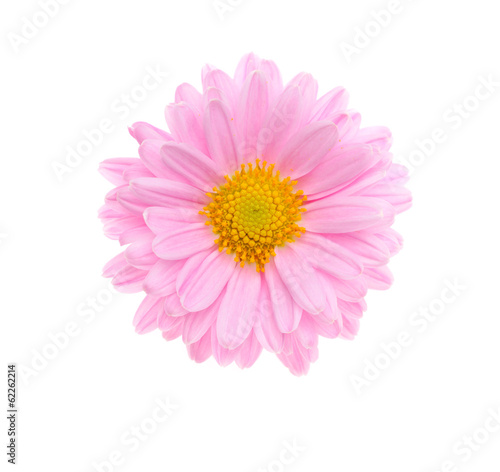 Pink flower isolated on white. Top view.