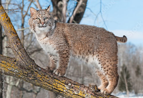 Bobcat (Lynx rufus) Stands on Branch