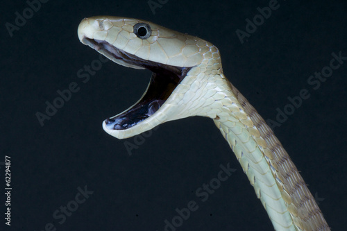 Black mamba / Dendroaspis polylepis