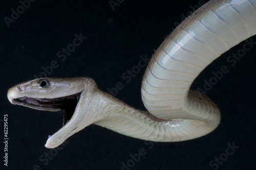 Attacking Black mamba / Dendroaspis polylepis