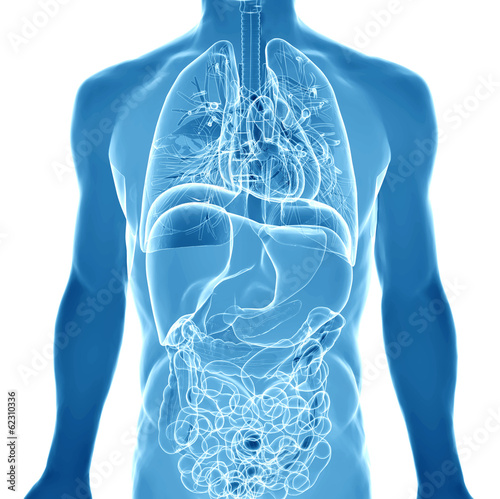 3d medical illustration of the human anatomy