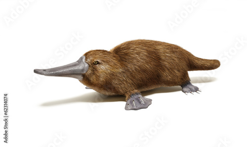 Platypus duck-billed animal.