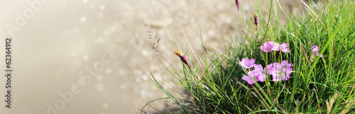 Forest flowers close-up earth day header