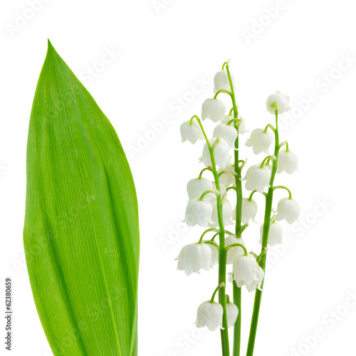 flowers and leaves of lilly of the valley