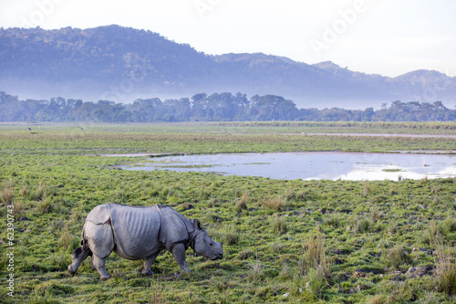 One horned rhinoceros in Kaziranga National Park