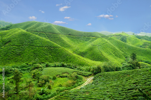 Tea plantation