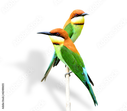 Beautiful Chestnut-headed bee-eater bird perching on the branch