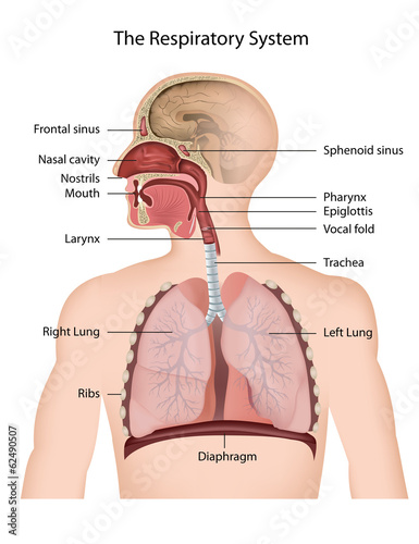 The Respiratory system, english description