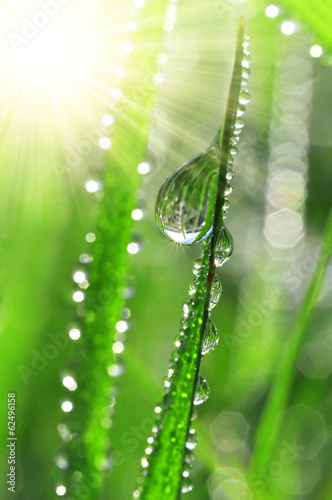 Fresh grass with dew drops close up