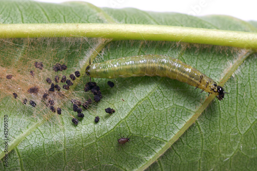 Moth caterpillar on a cherry leaf