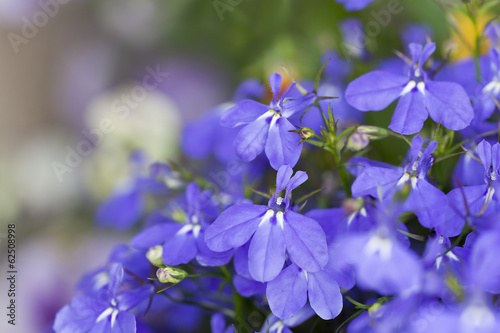 Edging lobelia, Lobelia erinus