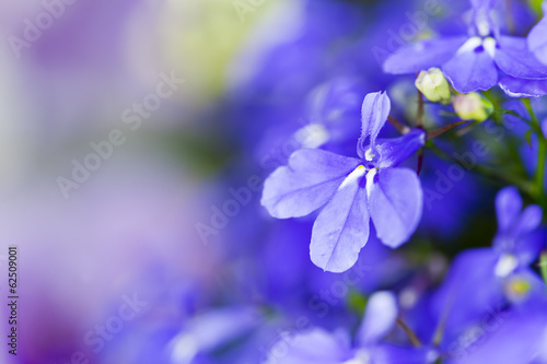 Edging lobelia, Lobelia erinus