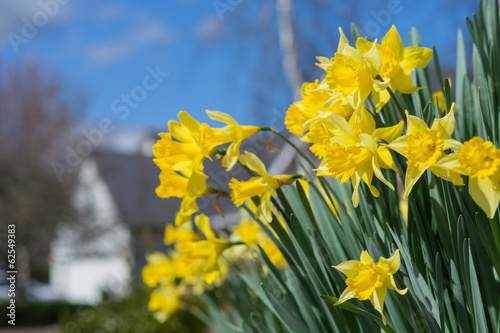 Daffodil Neighborhood