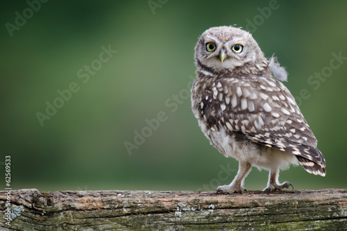 UK Wild Llittle Owl