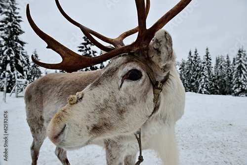 Rentier in Lappland