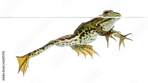 Side view of an Edible Frog swimming at the surface of the water