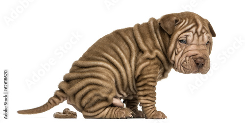 Side view of a Shar Pei puppy defecating, looking at the camera